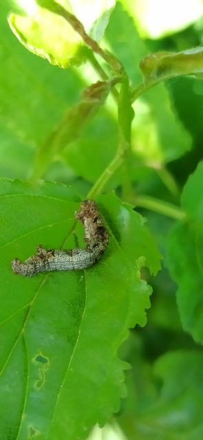 Agriopis bajaria - kökény-téliaraszoló