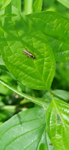 Metacantharis clypeata - tavaszi lágybogár