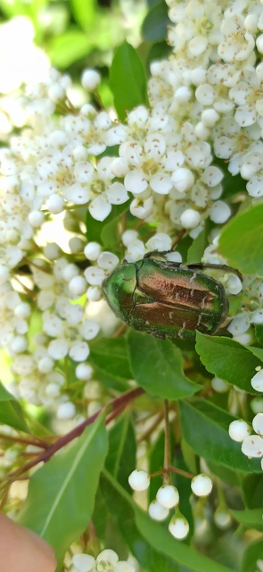 Cetonia aurata - aranyos virágbogár