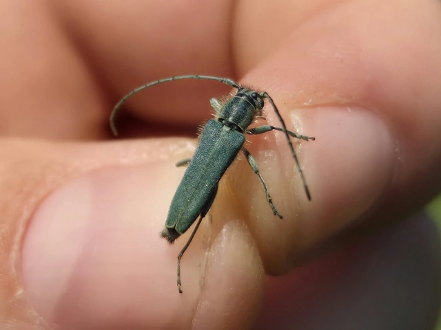 Phytoecia coerulescens - kígyósziszcincér