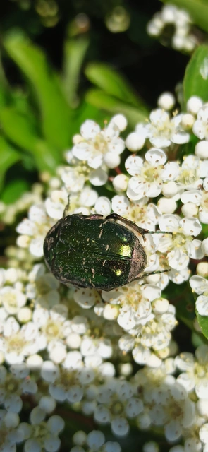 Cetonia aurata - aranyos virágbogár