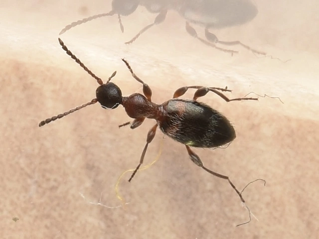 Anthelephila pedestris - hangyaszerű fürgebogár