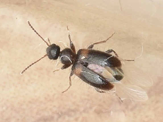 Hirticollis hispidus - szőrös fürgebogár