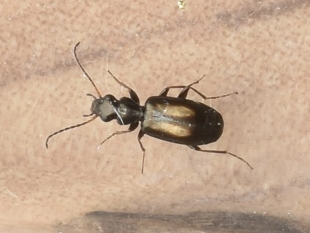 Microlestes plagiatus - sárgafoltos parányfutó