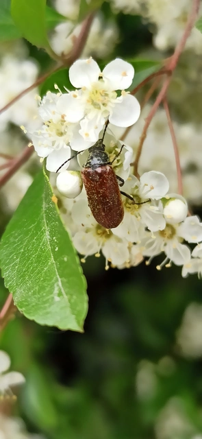 Omophlus proteus - közönséges pejbogár Omophlus proteus - közönséges pejbogár