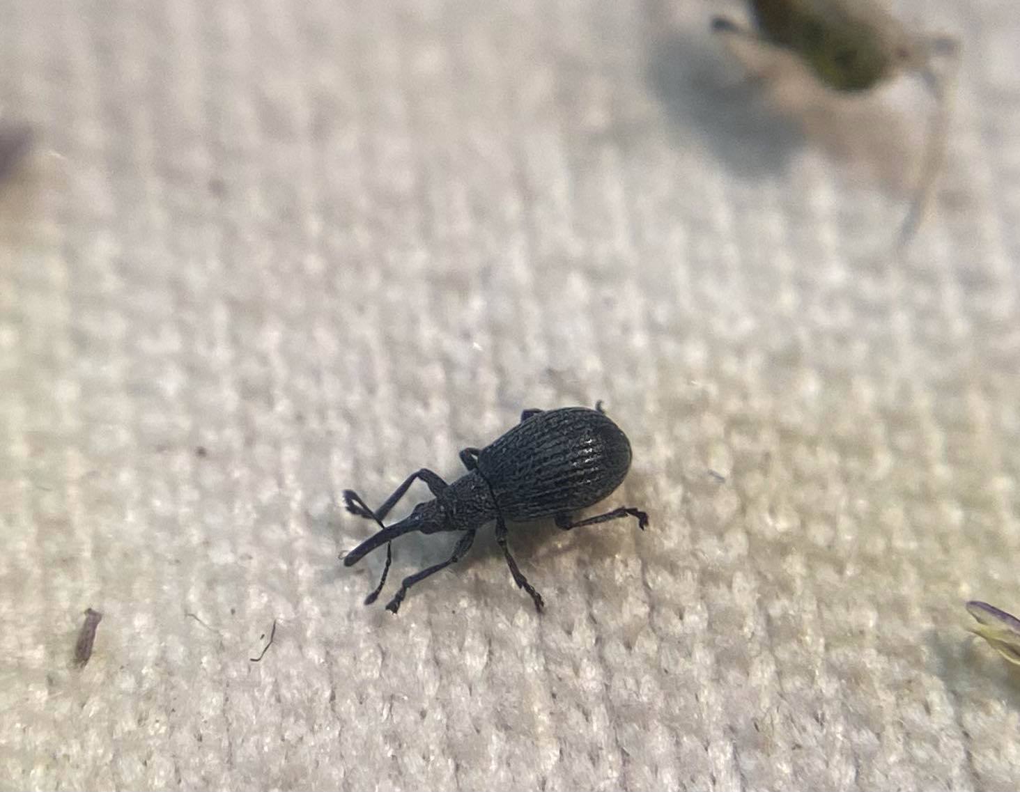 Ischnopterapion modestum - nagy kerep-cickányormányos