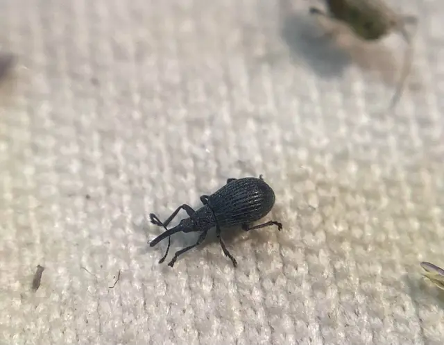 Ischnopterapion modestum - nagy kerep-cickányormányos