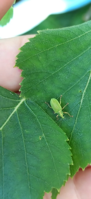 Polydrusus formosus - selymes lombormányos