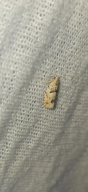 Epinotia bilunana - félholdas tükrösmoly
