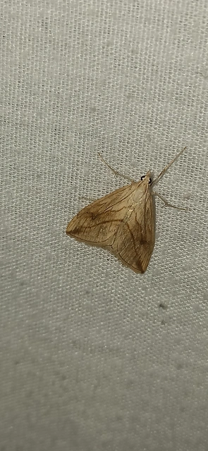 Evergestis forficalis - veteménymoly
