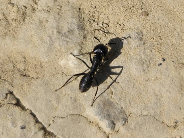 Camponotus vagus - fekete lóhangya