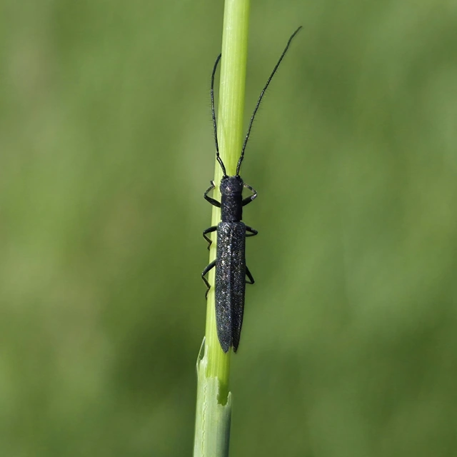 Theophilea subcylindricollis - hengeres szalmacincér Theophilea subcylindricollis - hengeres szalmacincér