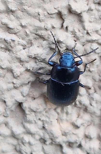 Nalassus dermestoides - rövidszárnyú gyászbogár