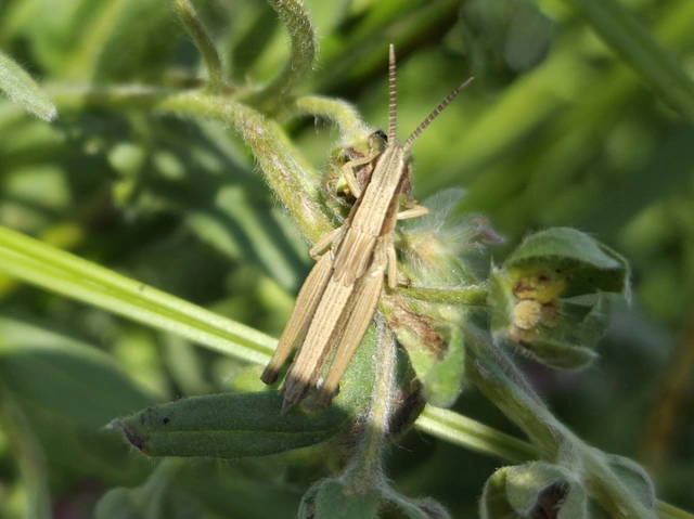 Chrysochraon dispar - aranyos sáska