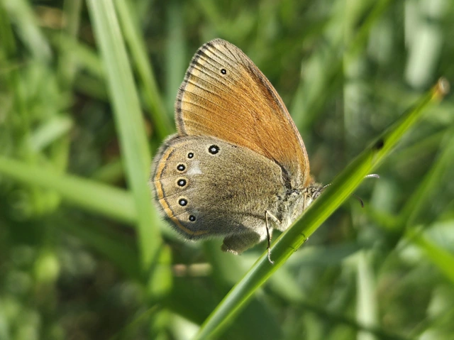 Coenonympha glycerion - közönséges szénalepke