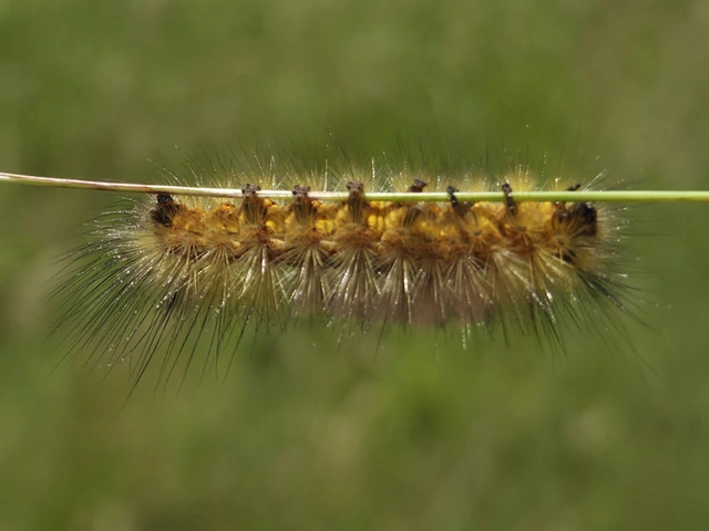 Gynaephora fascelina - vesszős szövő