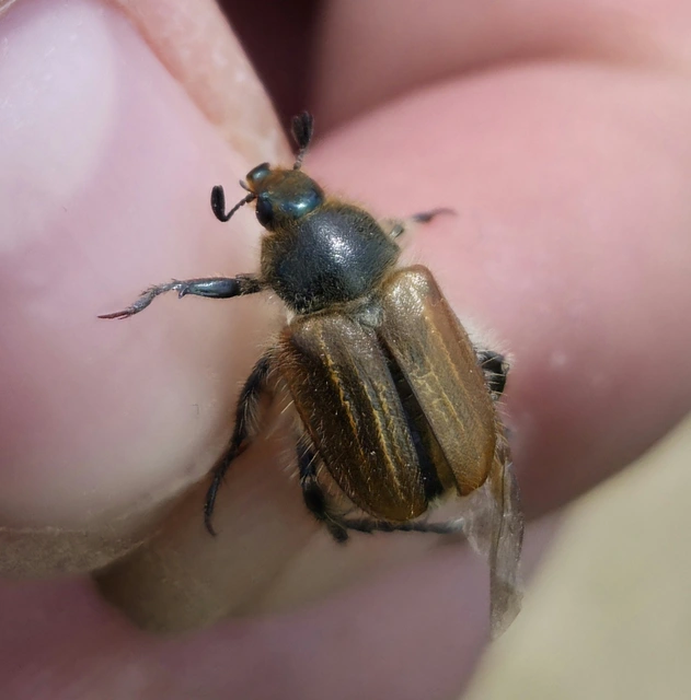 Chaetopteroplia segetum - rozsszipoly