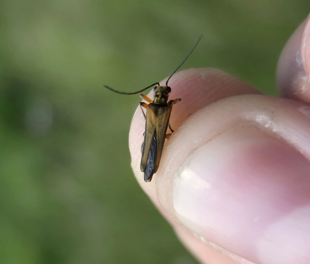 Oedemera podagrariae - székfű-álcincér