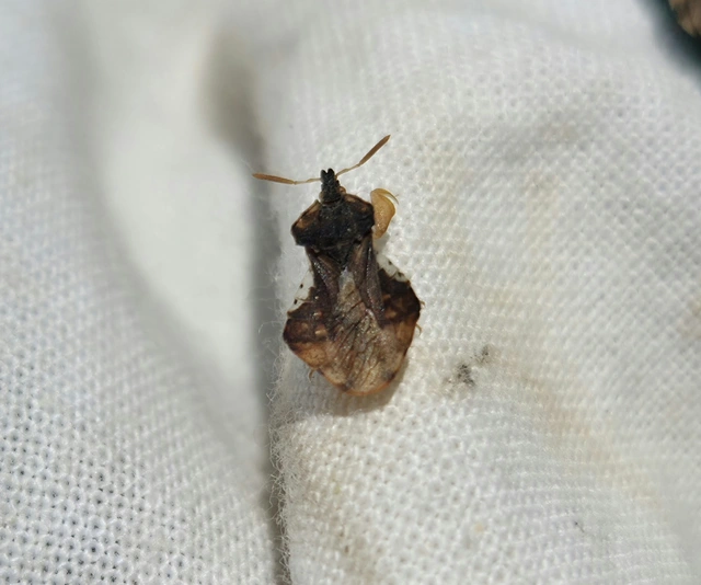 Phymata crassipes - fogólábú poloska