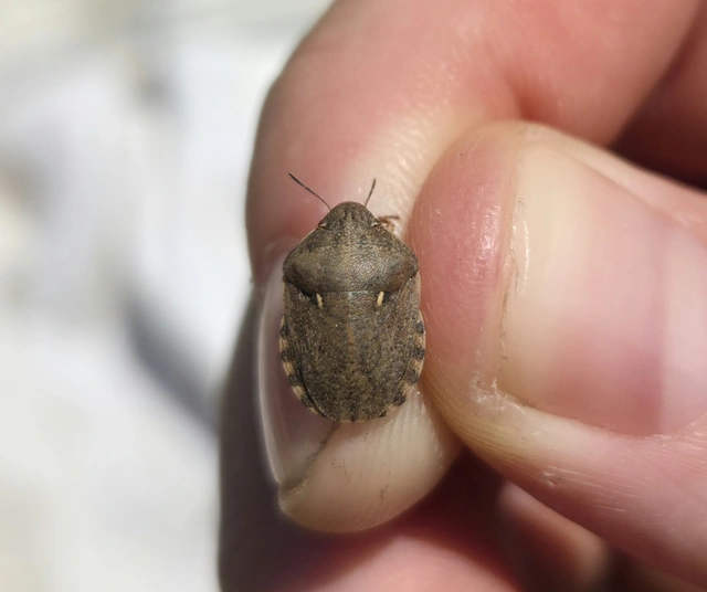 Eurygaster maura - mórpoloska Eurygaster maura - mórpoloska