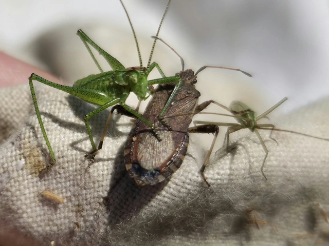 Ceraleptus gracilicornis - tüskéslábú karimáspoloska