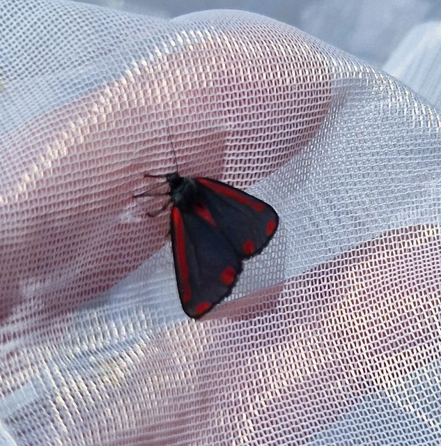 Tyria jacobaeae - jakabfű-medvelepke
