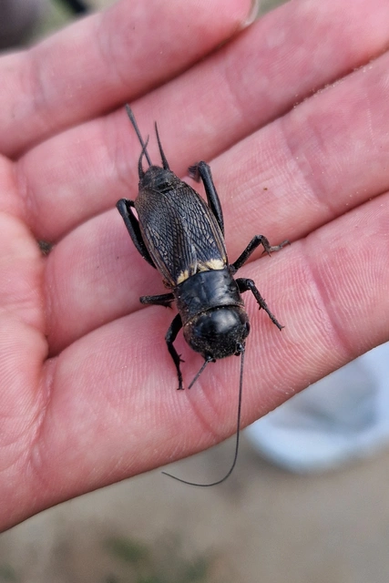 Gryllus campestris - mezei tücsök