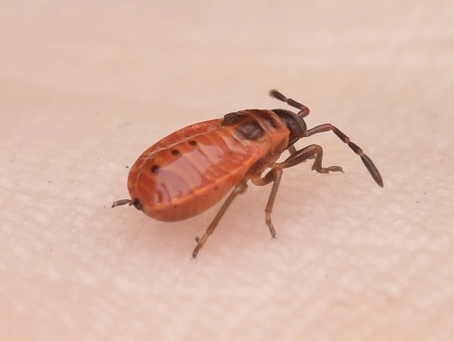Pyrrhocoris apterus - verőköltő poloska