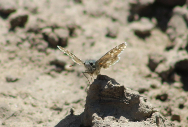 Pyrgus armoricanus - feles busalepke
