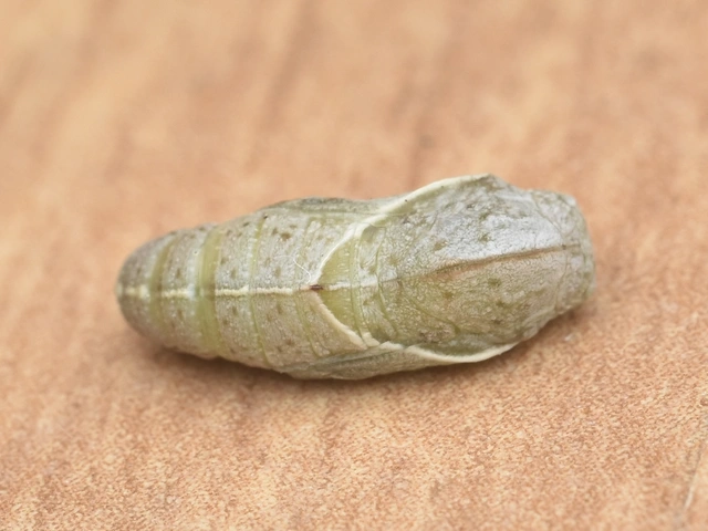 Libythea celtis - csőröslepke