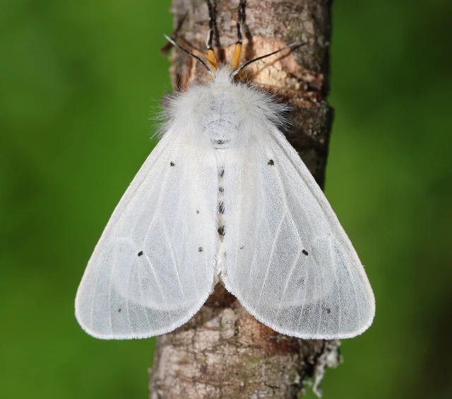 Diaphora mendica - felemás medvelepke