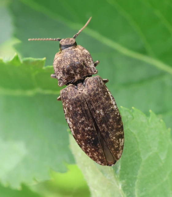 Agrypnus murinus - egérszínű pikkelyespattanó