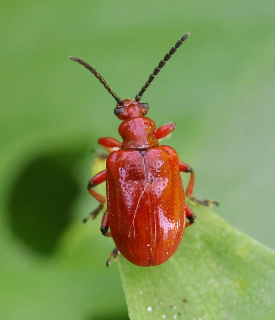 Lilioceris merdigera - hagymabogár Lilioceris merdigera - hagymabogár