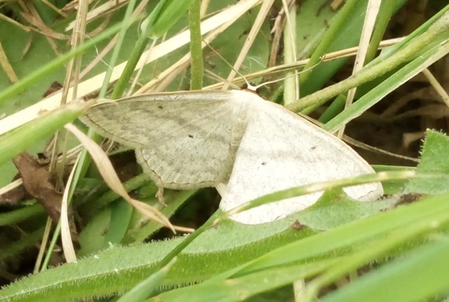 feketepettyes araszoló - Scopula nigropunctata