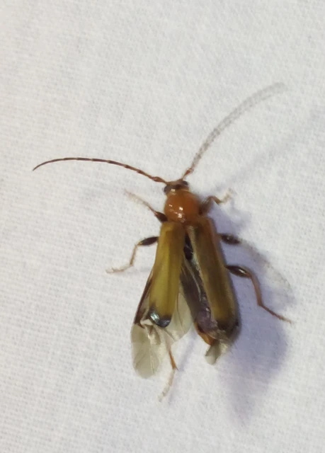 Phymatodes testaceus - változékony korongcincér
