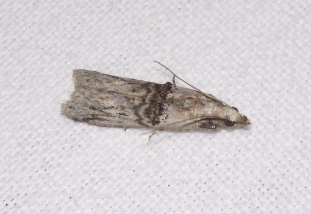 Nephopterix angustella - kecskerágó-karcsúmoly