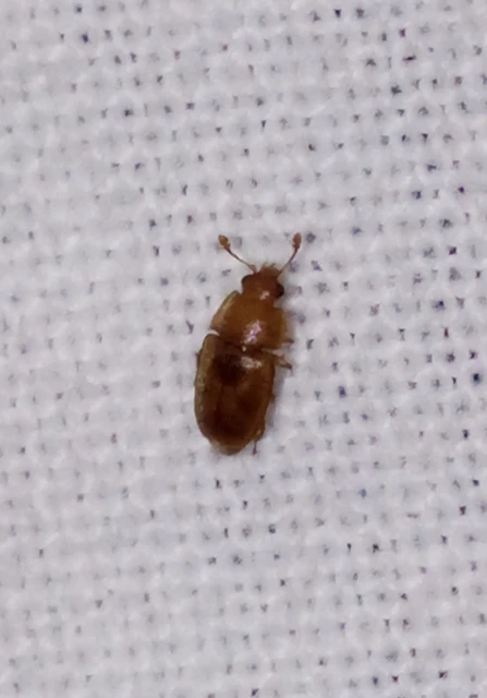 Epuraea Epuraea