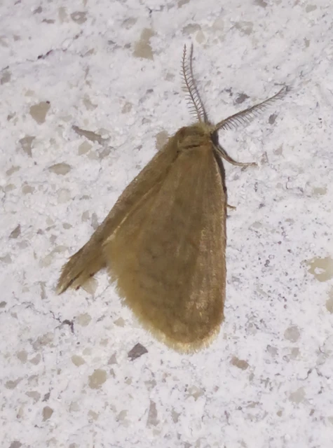 Bijugis bombycella - alkonyati zsákhordólepke