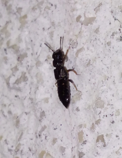 Anotylus Anotylus