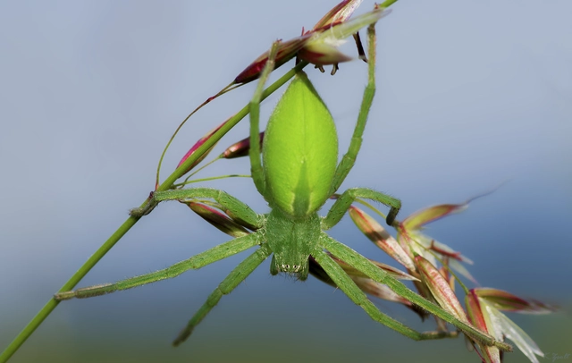 Micrommata virescens - hunyópók
