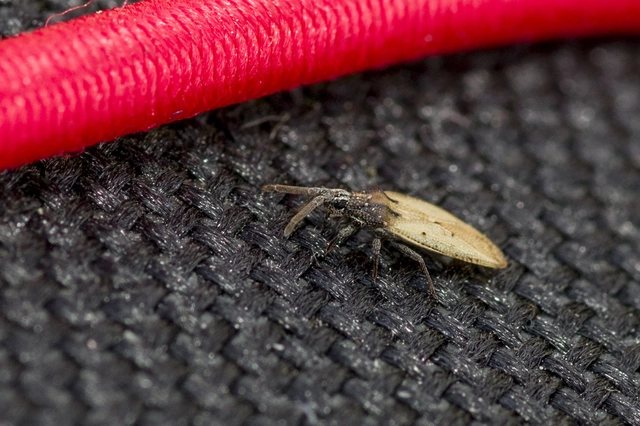 Tingidae - csipkéspoloskák