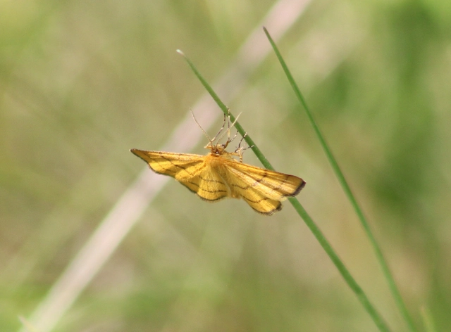 Idaea aureolaria - aranyos sávosaraszoló