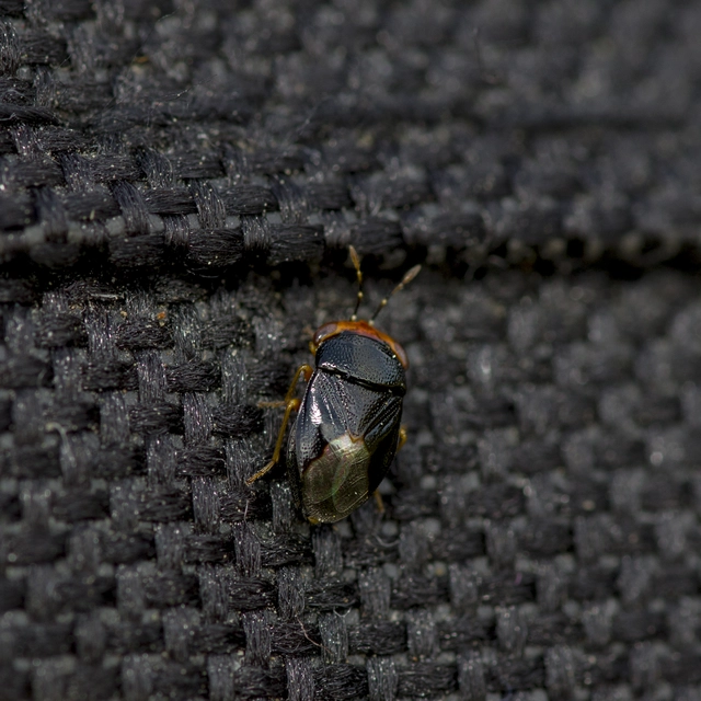 Geocoris erythrocephalus - vörösfejű bodobács Geocoris erythrocephalus - vörösfejű bodobács