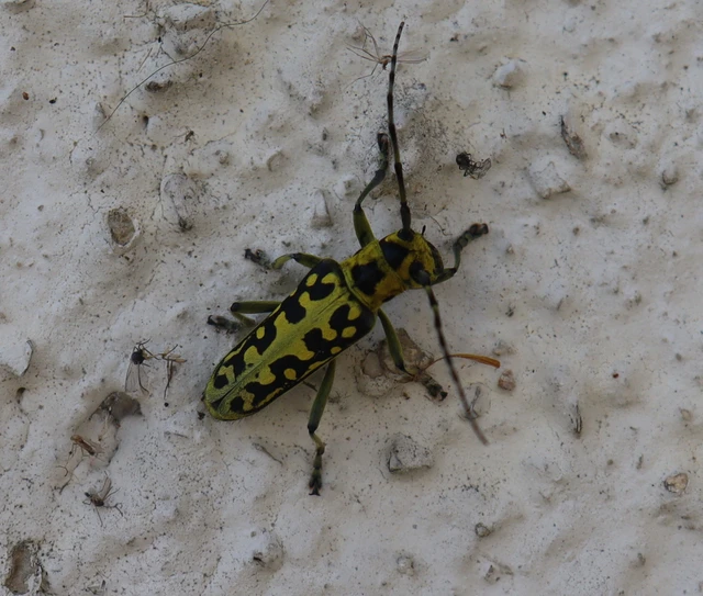 Saperda scalaris - létracincér