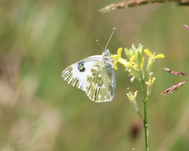 Pontia edusa - rezedalepke