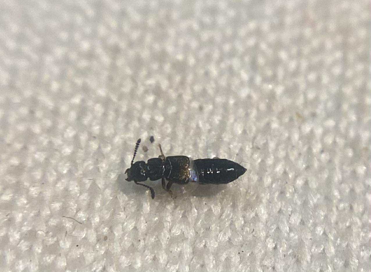 Anotylus nitidulus