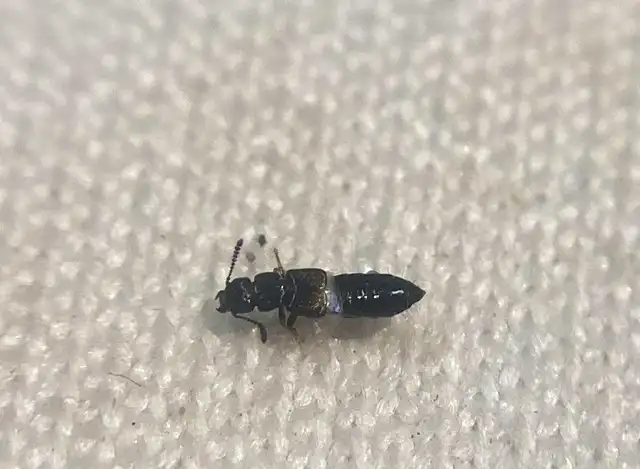 Anotylus nitidulus - fényes korhóholyva Anotylus nitidulus - fényes korhóholyva