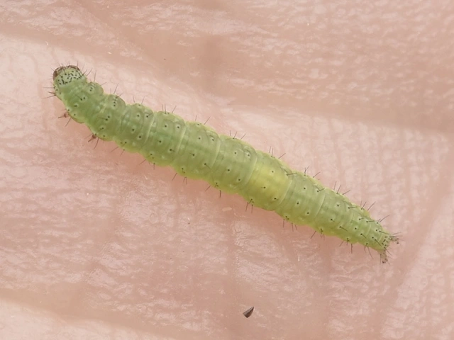 Plutella xylostella - káposztamoly