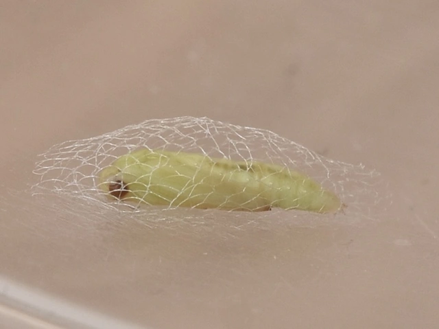 Plutella xylostella - káposztamoly
