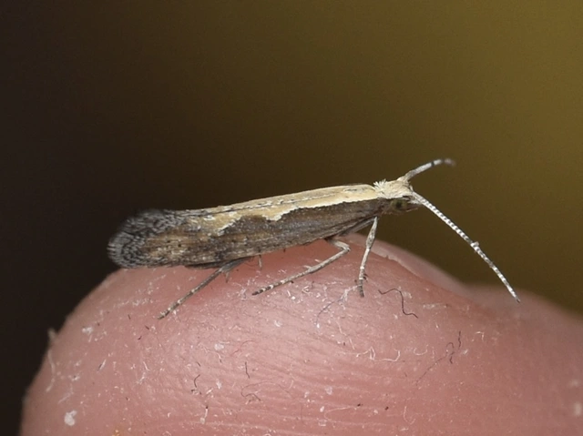 Plutella xylostella - káposztamoly